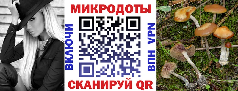 купить наркоту  Покровск  Псилоцибиновые грибы Psilocybe 